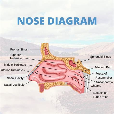 nasal diagram 